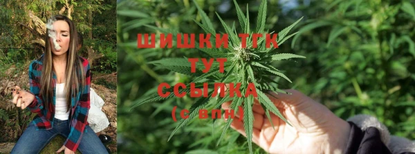гашик Тавда